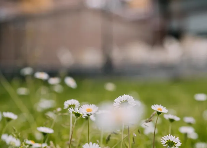 El Montico - Singular's Тордесильяс